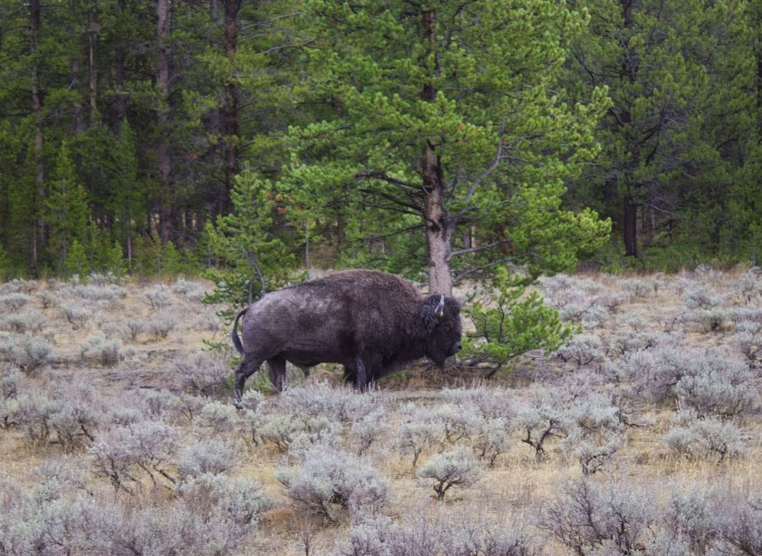 Bison in the pines