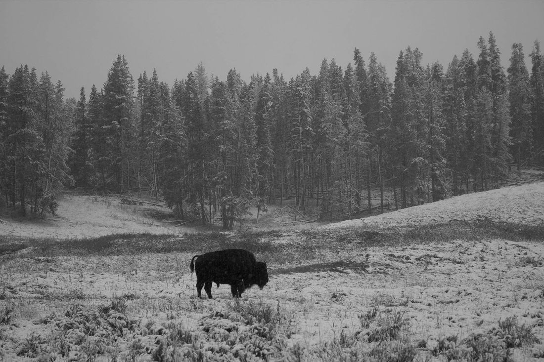 Bison in snow