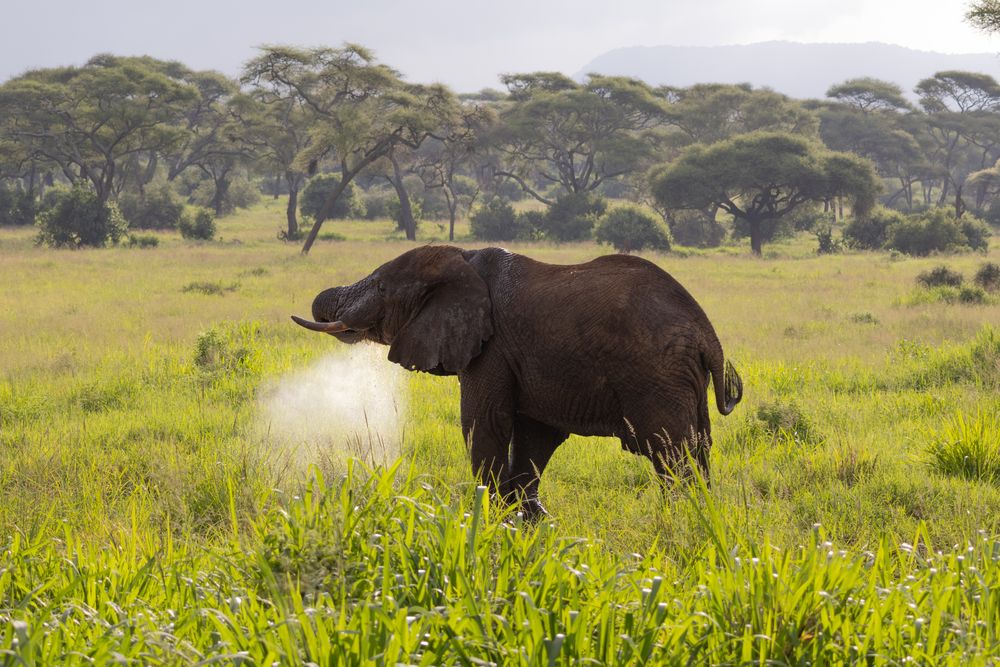 Dust bath