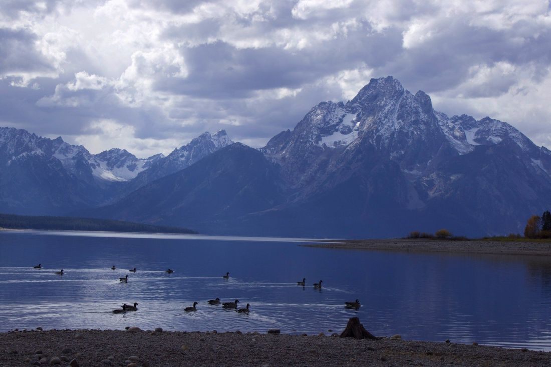 Geese on the lake