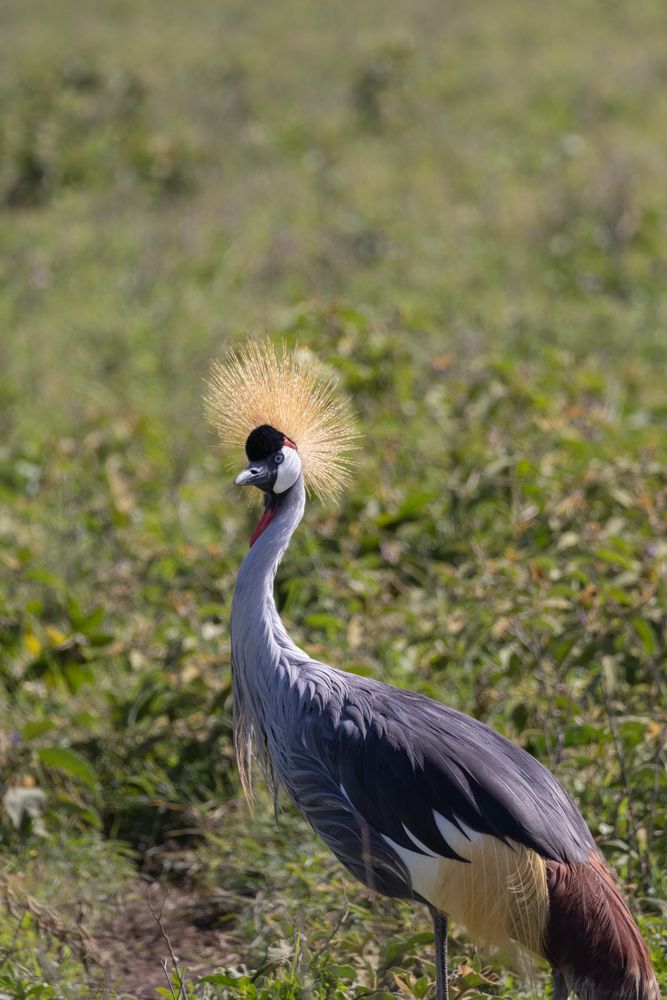 Grey crowned crane