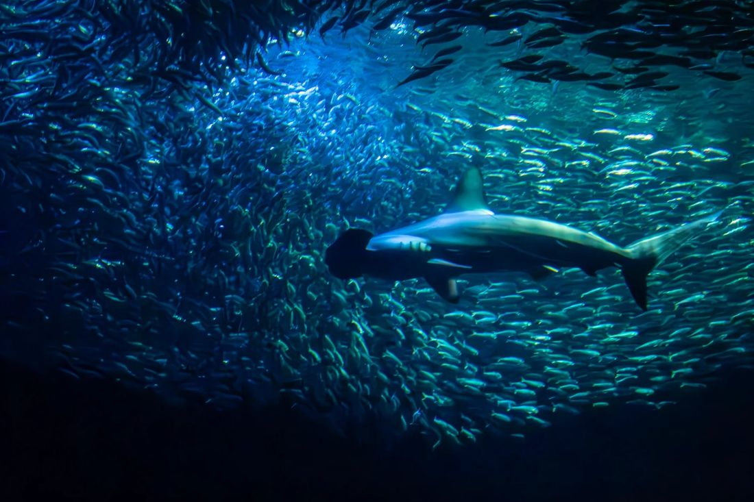 Hammerhead and sardines