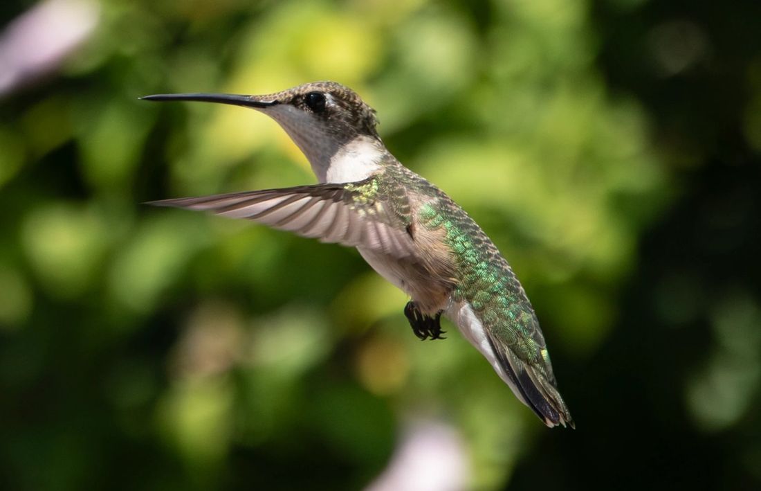 Hummingbird, mid-flight