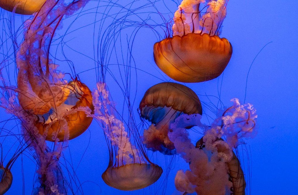 Orange jellies