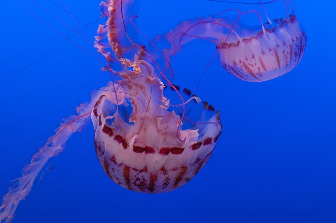 Jellyfish, drifting