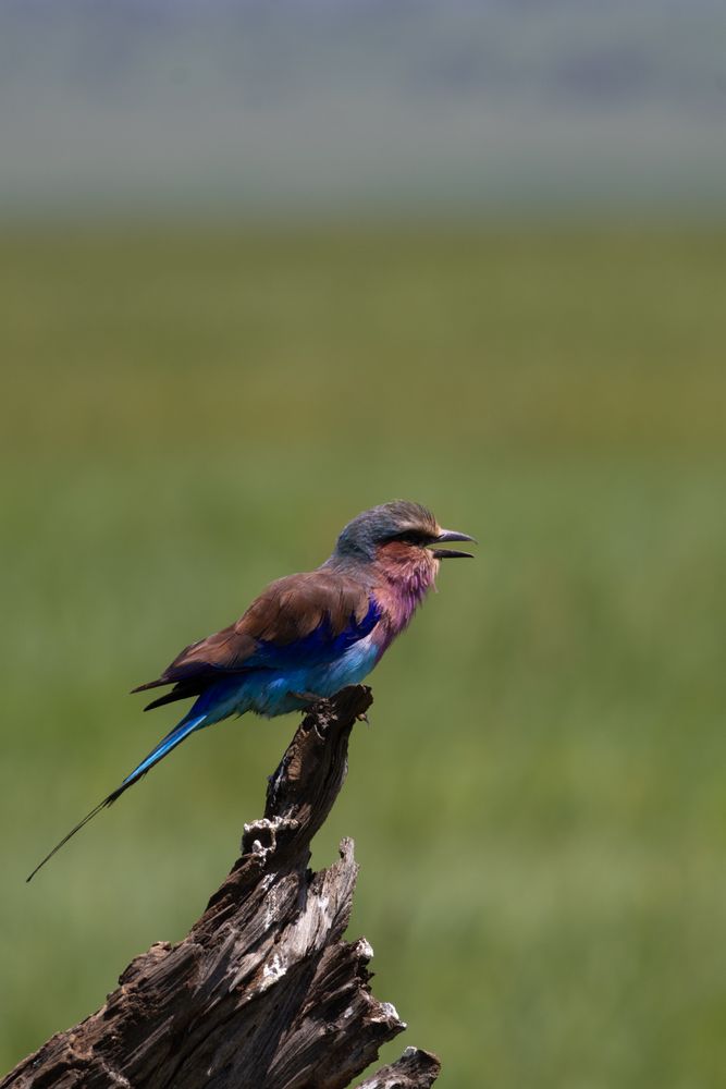 Lilac-breasted roller
