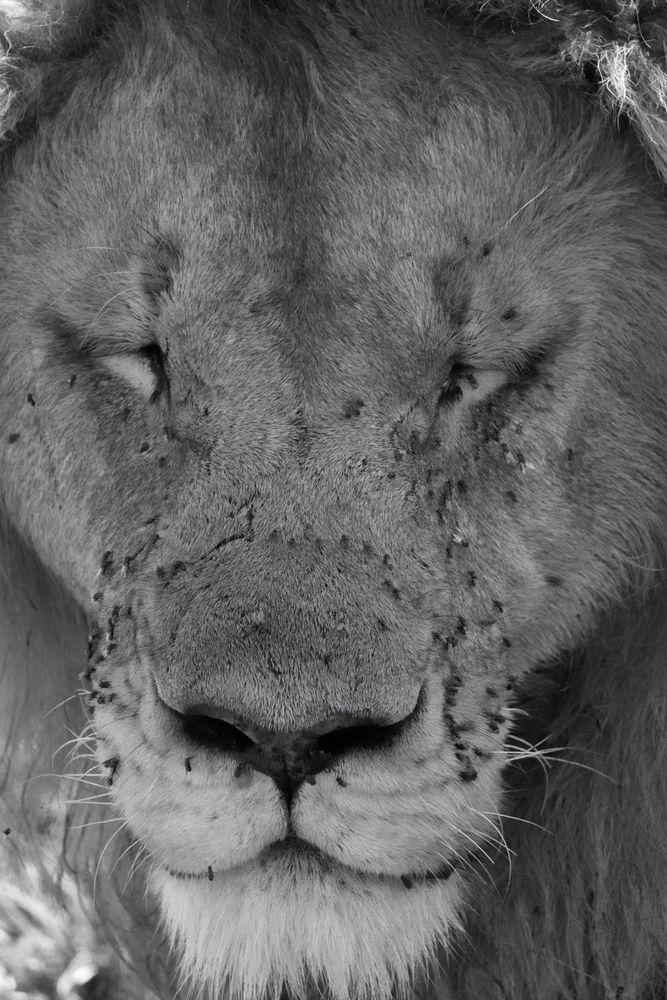Lion, up close
