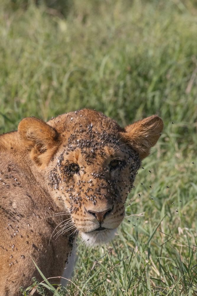 Lioness and flies