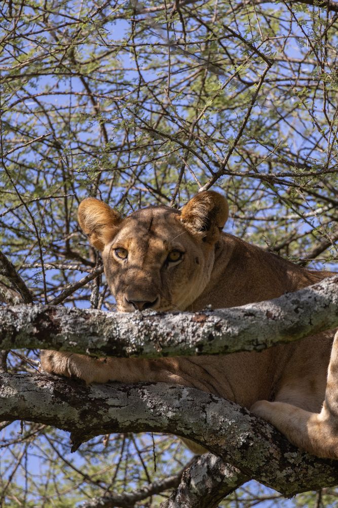 Lioness in the acacia