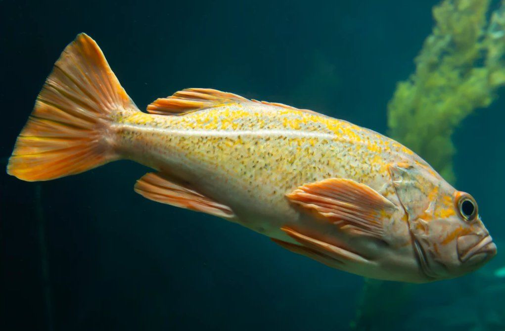 Rockfish