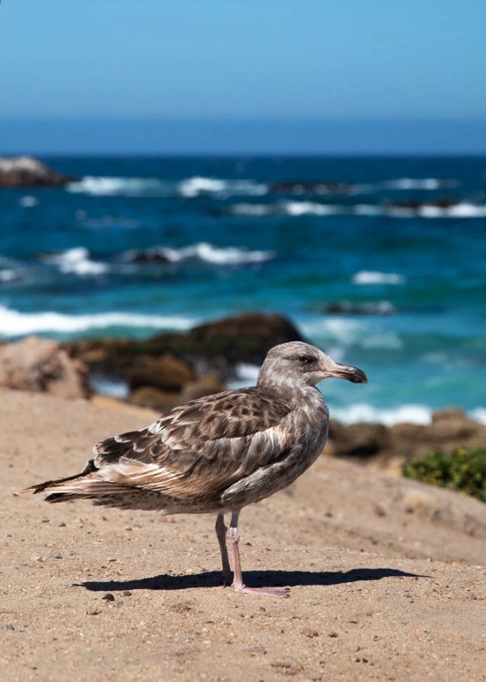 Seagull on the rocks
