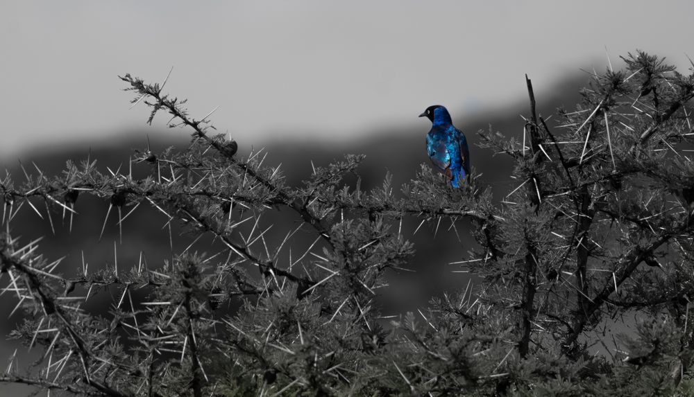 Starling on thorns
