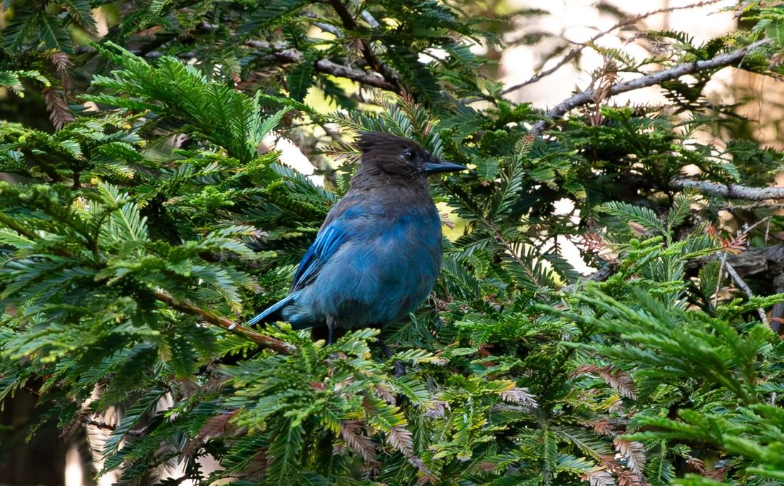 Steller's jay