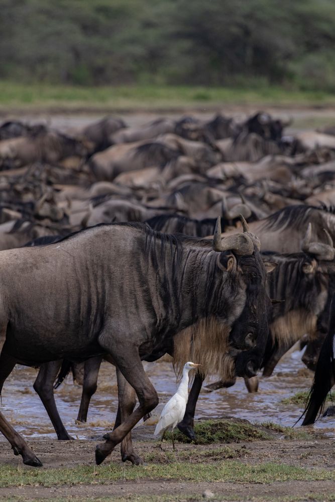 Wildebeest and egret